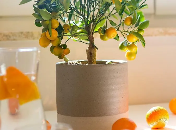 New Center Design Poreč