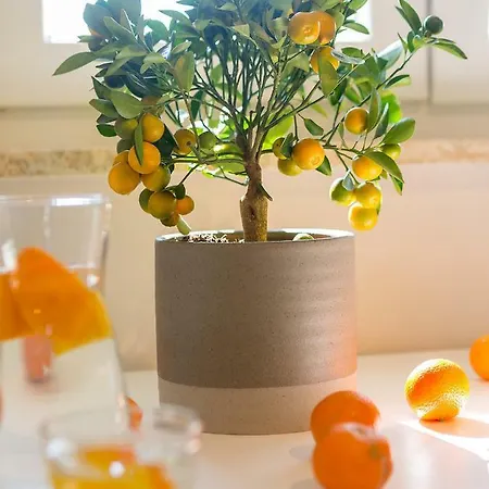 New Center Design بوريتش